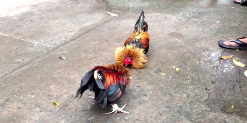 Những thông tin cần biết về gà tre đá