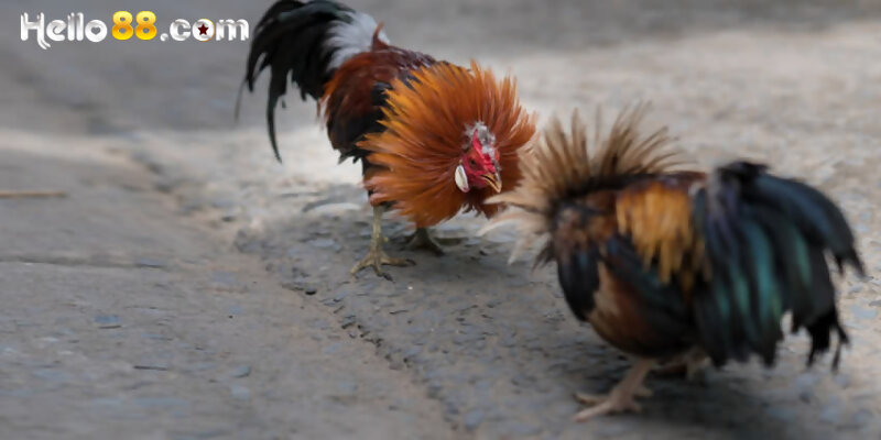 Giới thiệu gà Lục Đinh