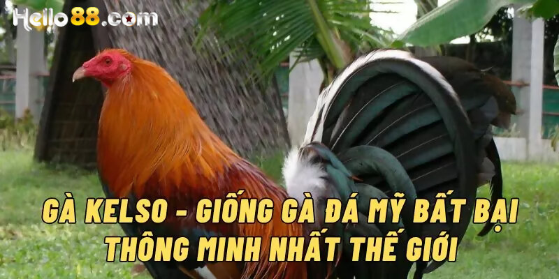 Gà Kelso nổi tiếng là gà đá hung dữ, bướng bỉnh
