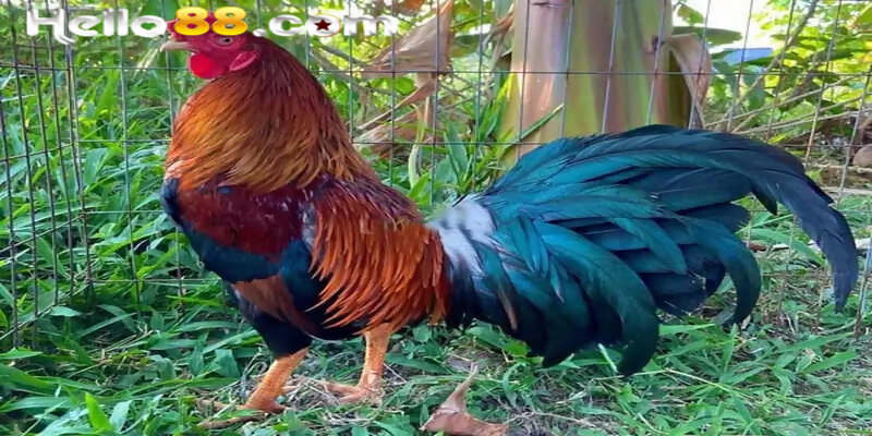 Gà lông thép là gì?