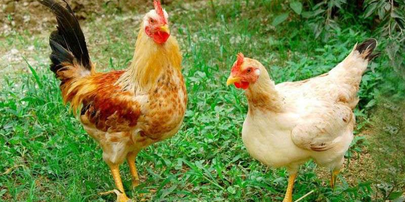 Chăm sóc gà tận răng