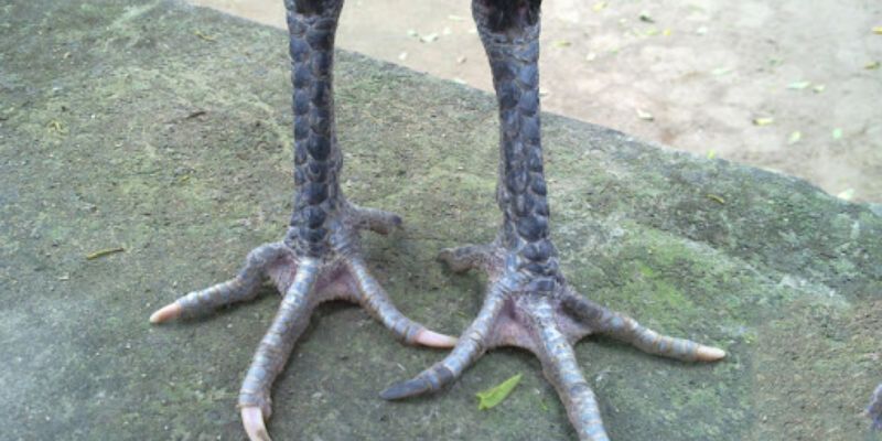 Chia sẻ cách lựa chọn gà chọi chân sâu đo chuẩn nhất