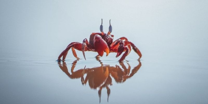 Ngủ mơ thấy bản thân bắt cua đồng