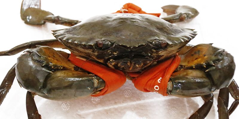 Một số trường hợp khác về giấc chiêm bao thấy bắt cua