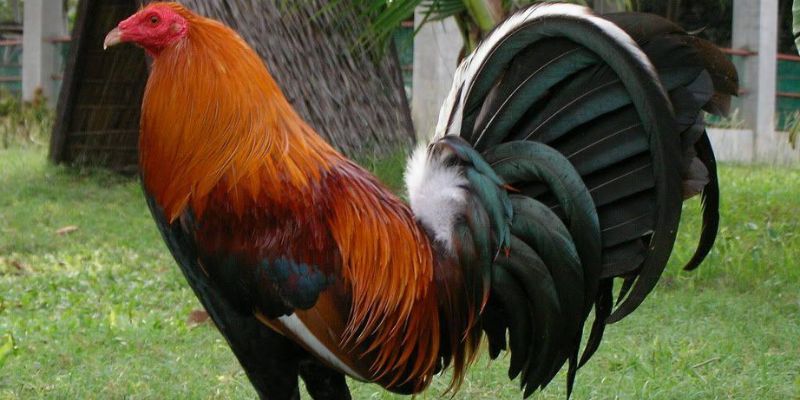 Hình ảnh dòng gà Kelso