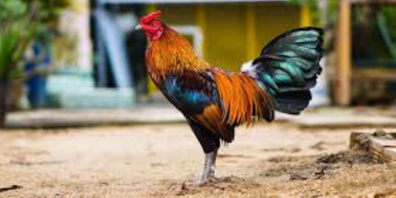 Tại sao nên Giảm Cân Cho Gà Đá Cựa Sắt ?