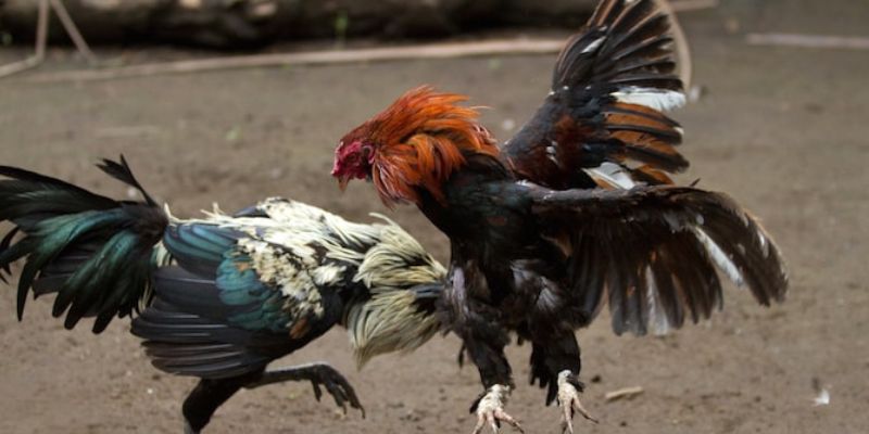 Tham khảo cách Giảm Cân Cho Gà Đá Cựa Sắt hiệu quả