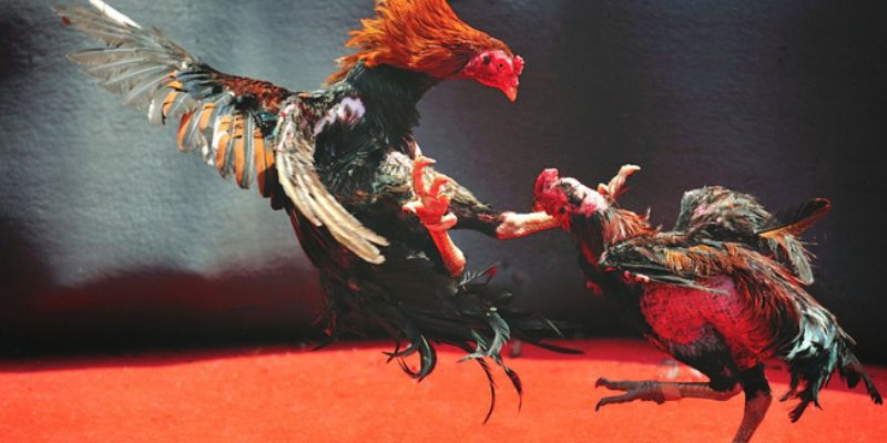 Đôi nét về hình thức đá gà danh tại Thomo