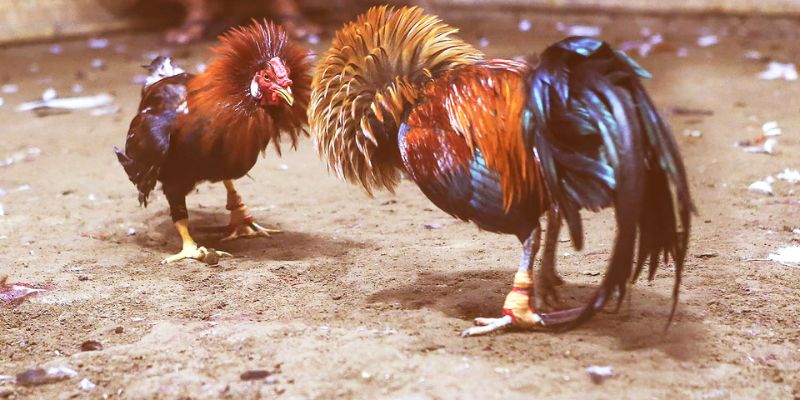 Giới thiệu sơ lược hình thức đá gà trực tuyến Campuchia