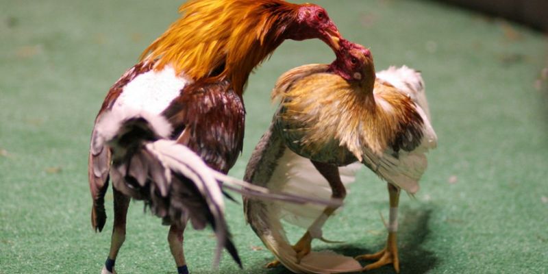 Sơ lược về đá gà trực tuyến cực kỳ hot ở thời điểm hiện tại