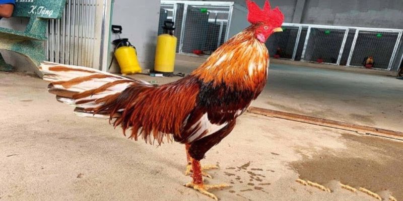 Những chú gà danh Thomo hay nhất