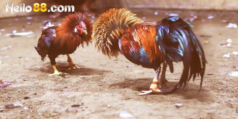 Giới thiệu về hình thức live đá gà cựa dao